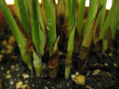 reeds-resized-not-optimized-2